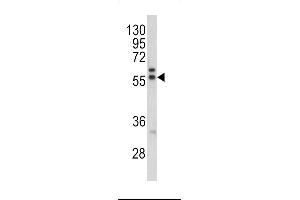 Western blot analysis of MAPE antibody in K562 cell line lysates (35ug/lane) (PRAME anticorps  (C-Term))