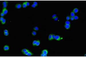 Immunofluorescent analysis of HepG2 cells using ABIN7169181 at dilution of 1:100 and Alexa Fluor 488-congugated AffiniPure Goat Anti-Rabbit IgG(H+L)