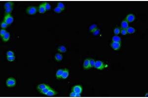 Immunofluorescent analysis of HepG2 cells using ABIN7169181 at dilution of 1:100 and Alexa Fluor 488-congugated AffiniPure Goat Anti-Rabbit IgG(H+L) (SIK1 anticorps  (AA 492-750))