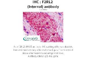Image no. 2 for anti-Coagulation Factor II (thrombin) Receptor-Like 2 (F2RL2) (Internal Region) antibody (ABIN1734216) (F2RL2 anticorps  (Internal Region))
