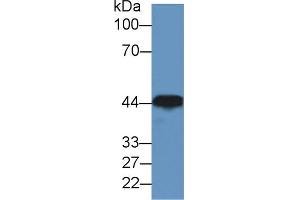 Western blot analysis of Dog Brain lysate, using Rabbit Anti-Human CKM Antibody (2 µg/ml) and HRP-conjugated Goat Anti-Rabbit antibody (abx400043, 0. (CKM anticorps  (AA 11-367))