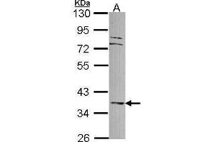 WB Image Sample (30 ug of whole cell lysate) A: A549 10% SDS PAGE antibody diluted at 1:1000 (DUSP6 anticorps)
