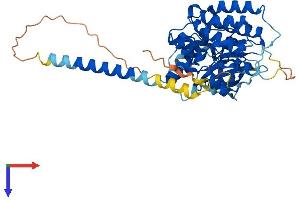 AlphaFold protein structure predicition of Human Recombinant STYK1 Protein, UniprotID Q6J9G0