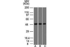 Western blot testing of A) K562, B) HEK293 and C) A549 lysate using Napsin A antibody. (NAPSA anticorps)