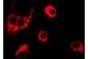 Immunofluorescent analysis of Peroxiredoxin 6 staining in K562 cells.