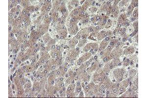 Image no. 6 for anti-rho GTPase Activating Protein 2 (ARHGAP2) antibody (ABIN1499627) (CHN1 anticorps)