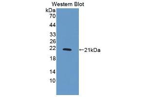 Western blot analysis of the recombinant protein. (PDGF-BB Homodimer (AA 82-190) anticorps)