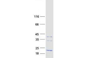 Validation with Western Blot (FXYD1 Protein (Transcript Variant A) (Myc-DYKDDDDK Tag))