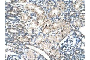 Image no. 1 for anti-Pre-mRNA Processing Factor 19 (PRPF19) (AA 151-200) antibody (ABIN203527)