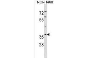 PIG3 Antibody (C-term) (ABIN1536787 and ABIN2838271) western blot analysis in NCI- cell line lysates (35 μg/lane). (MRPL41 anticorps  (C-Term))