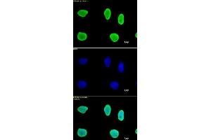 Histone H3 antibody (mAb) tested by immunofluorescence. (Histone 3 anticorps  (N-Term))