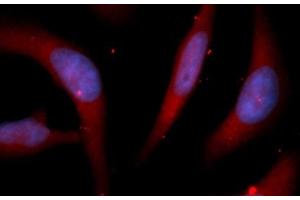 Immunofluorescence (IF) image for anti-Peptidylprolyl Isomerase D (PPID) (AA 1-370) antibody (APC) (ABIN5566836) (PPID anticorps  (AA 1-370) (APC))