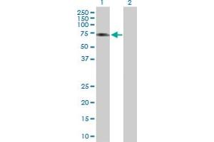Western Blot analysis of ICA1L expression in transfected 293T cell line by ICA1L MaxPab polyclonal antibody. (ICA1L anticorps  (AA 1-482))