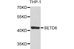 Western blot analysis of extracts of THP-1 cells, using SETD6 antibody. (SETD6 anticorps)