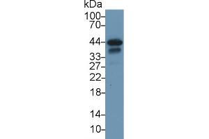 Western Blot; Sample: Rat Heart lysate; Primary Ab: 1µg/ml Rabbit Anti-Rat TNNT2 Antibody Second Ab: 0. (Cardiac Troponin T2 anticorps  (AA 1-289))