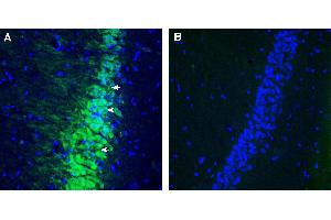 Expression of Contactin-2 in rat hippocampus. (CNTN2 anticorps  (Extracellular))