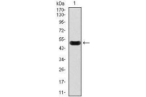 Western blot analysis using CRP mAb against human CRP recombinant protein.