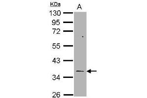 WB Image Sample (30 ug of whole cell lysate) A: H1299 10% SDS PAGE antibody diluted at 1:1000 (TYMS anticorps)