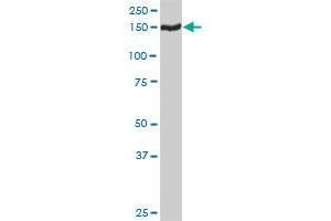 TMEM1 MaxPab rabbit polyclonal antibody. (TRAPPC10 anticorps  (AA 1-1259))