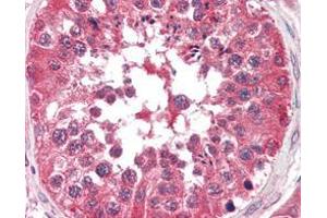 Immunohistochemical analysis of paraffin-embedded human testis tissues using BRAF mouse mAb.