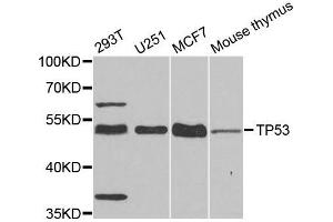 Western blot analysis of extracts of various cell lines, using TP53 antibody (ABIN5999084) at 1/1000 dilution.