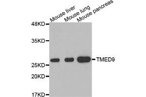 Western blot analysis of extracts of various cell lines, using TMED9 antibody. (TMED9 anticorps)