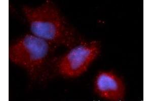 Immunofluorescence (IF) image for anti-Calcium and Integrin-Binding Protein 1 (CIB1) (AA 1-191) antibody (APC) (ABIN5564730) (CIB1 anticorps  (AA 1-191) (APC))