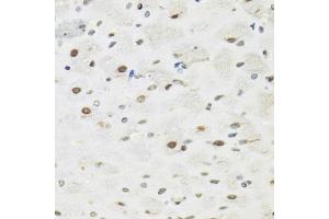 Immunohistochemistry of paraffin-embedded rat brain using SFPQ antibody (ABIN5970351) at dilution of 1/100 (40x lens). (SFPQ anticorps)