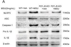 NLRP3 inflammasome activation was involved in P2Y14R deficiency. (Caspase 1 p20 anticorps  (AA 181-280))