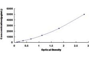 L1 Cell Adhesion Molecule (L1CAM) ELISA Kit