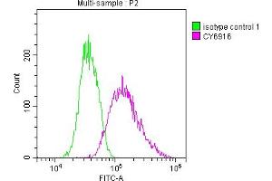 Overlay histogram showing Jurkat cells stained with ABIN7127580 (red line) at 1:50. (Recombinant IRAK4 anticorps)