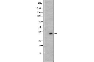 Western blot analysis of KLK6 expression in A431 whole cell lysate ,The lane on the left is treated with the antigen-specific peptide. (Kallikrein 6 anticorps  (C-Term))