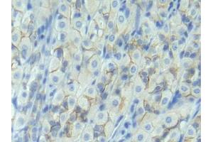 IHC-P analysis of Rat Stomach Tissue, with DAB staining.