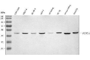 Western blot analysis of PSMC5 using anti-PSMC5 antibody (ABIN7601130).
