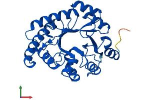AlphaFold protein structure predicition of Mouse Recombinant Hyi Protein, UniprotID Q8R1F5