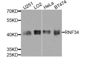 Western blot analysis of extracts of various cell lines, using RNF34 antibody.