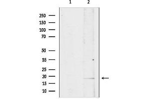 Western blot analysis of lysates from mouse brain, using ISG15 Antibody.