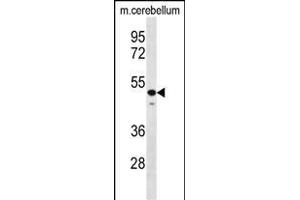 STBP Antibody (C-term) (ABIN656627 and ABIN2845873) western blot analysis in mouse cerebellum tissue lysates (35 μg/lane). (STAMBP anticorps  (C-Term))