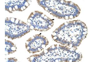 SF3B4 antibody was used for immunohistochemistry at a concentration of 4-8 ug/ml to stain Epithelial cells of intestinal villus (arrows) in Human Intestine. (SF3B4 anticorps  (N-Term))