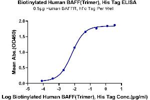 Immobilized Human BAFFR, hFc Tag at 5 μg/mL (100 μL/Well) on the plate.