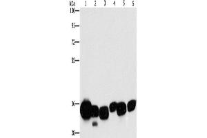 Western Blotting (WB) image for anti-Carbonyl Reductase 1 (CBR1) antibody (ABIN2429509) (CBR1 anticorps)