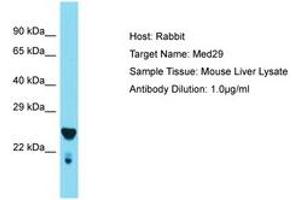 Image no. 1 for anti-Mediator Complex Subunit 29 (MED29) (AA 98-147) antibody (ABIN6749907) (MED29 anticorps  (AA 98-147))