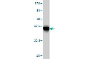 Western Blot detection against Immunogen (36. (SRPK1 anticorps  (AA 371-470))