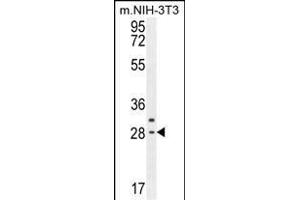 CLDN22 Antibody (Center) (ABIN654190 and ABIN2844042) western blot analysis in mouse NIH-3T3 cell line lysates (35 μg/lane). (Claudin 22 (CLDN22) (AA 90-117) anticorps)