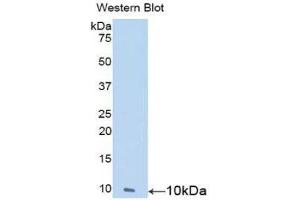 Western Blotting (WB) image for anti-Nesfatin-1 (NES1) (AA 25-106) antibody (ABIN1859986) (NUCB2 anticorps  (AA 25-106))