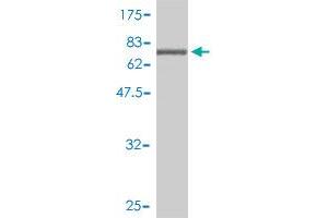 Western Blot detection against Immunogen (85.