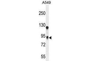 TM168 Antibody (C-term) western blot analysis in A549 cell line lysates (35 µg/lane). (TMEM168 anticorps  (C-Term))