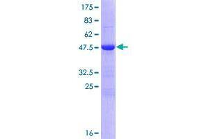Image no. 1 for Zinc Finger, FYVE Domain Containing 21 (ZFYVE21) (AA 1-234) protein (GST tag) (ABIN1325774)
