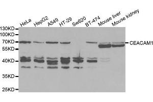 Western blot analysis of extracts of various cell lines, using CEACAM1 antibody. (CEACAM1 anticorps  (AA 300-430))