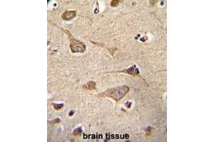 KSR2 Antibody (C-term) immunohistochemistry analysis in formalin fixed and paraffin embedded human brain tissue followed by peroxidase conjugation of the secondary antibody and DAB staining. (KSR2 anticorps  (C-Term))